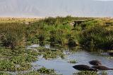 TANZANIA - Ngorongoro Crater - 76